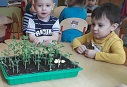 Чудо-огород в детском саду